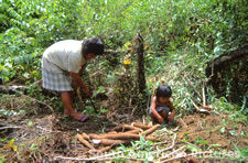 fgga0017 collecting manioc