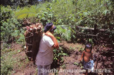 fgga0023 collecting manioc in katali basket