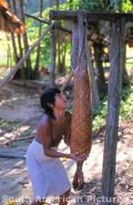 fgga0041 pressing juice from manioc in woven tipiti