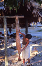 fgga0042 pressing juice from manioc in woven tipiti