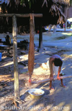 fgga0047 pressing juice from manioc in woven tipiti