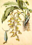 A Catesetum - orchid. from 'In Search of Flowes of the Amazon Forests'