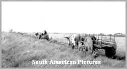 Ox carts, Santa Cruz 1961